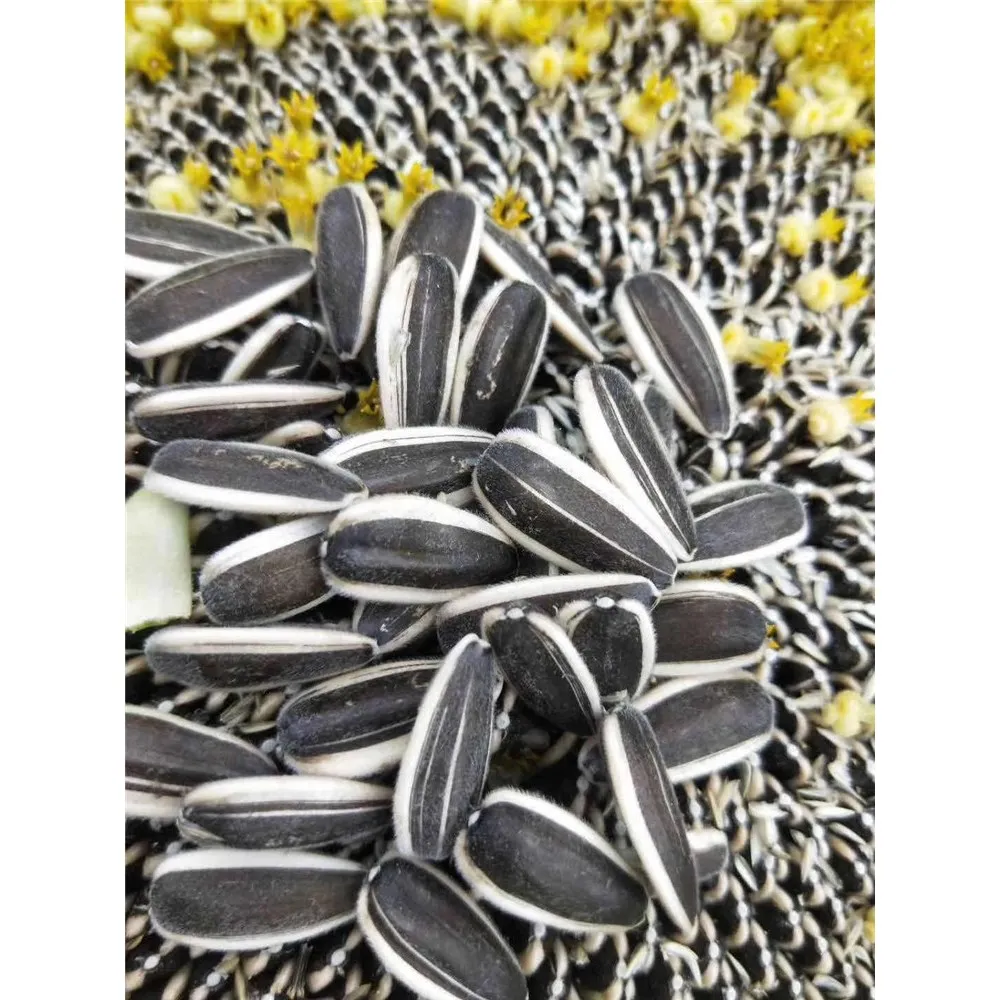 
Sunflower seeds 363 sunflower seeds 361 sunflower seeds sowing 