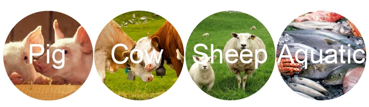 Bacillus Licheniformis