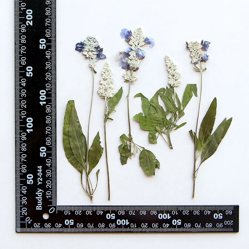 12pcs/pack Sage with Leaf For Resin Epoxy Wax Seal Wedding Photo Frame Eco-friendly Real Pressed Flower