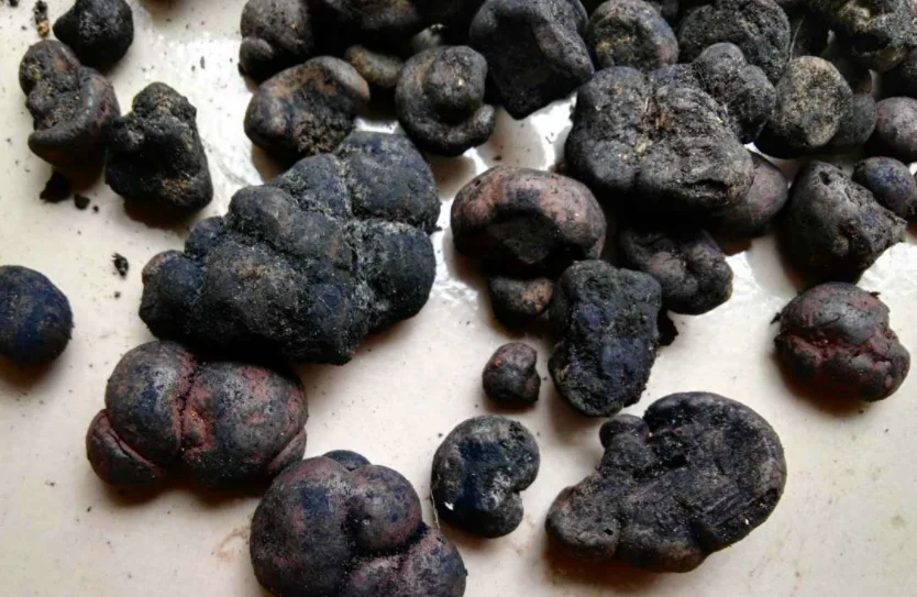 Black color natural fungus Wild cramp balls Daldinia concentrica