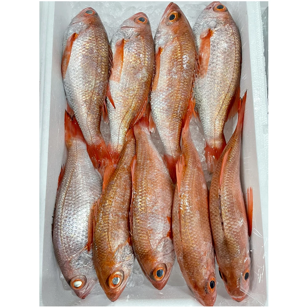 Akamutsu fresh just-caught highly-fresh located red sea bass fish
