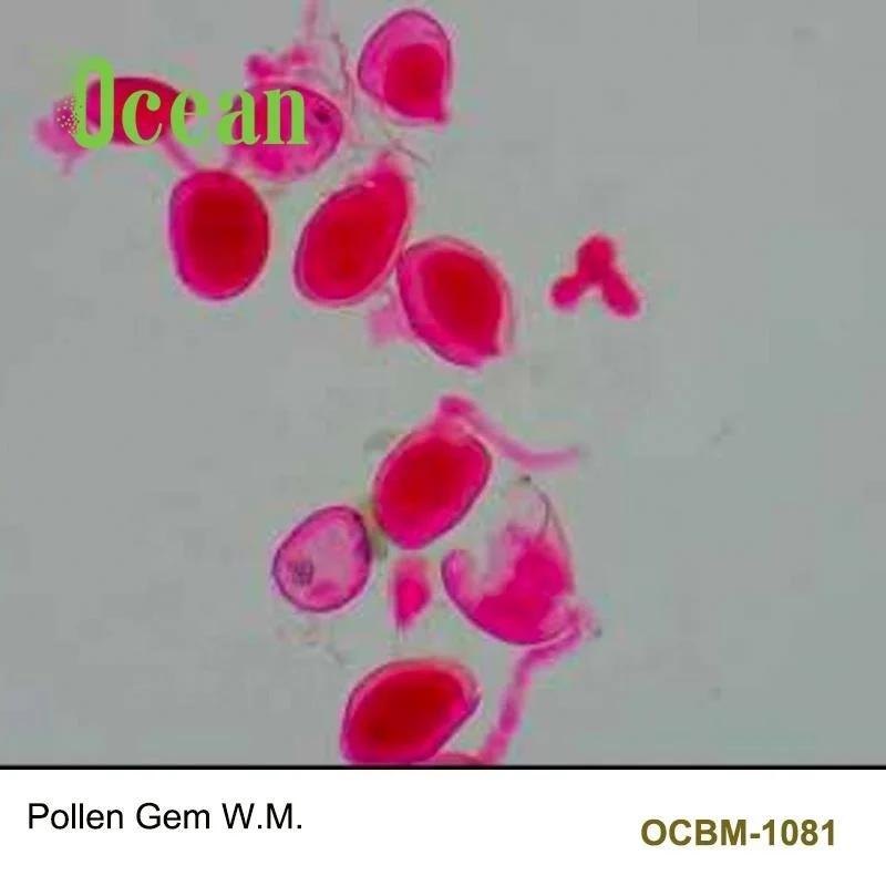 
Pollen Gem W.M. prepared microscope botany slides for medical biology research microscope prepared slides 