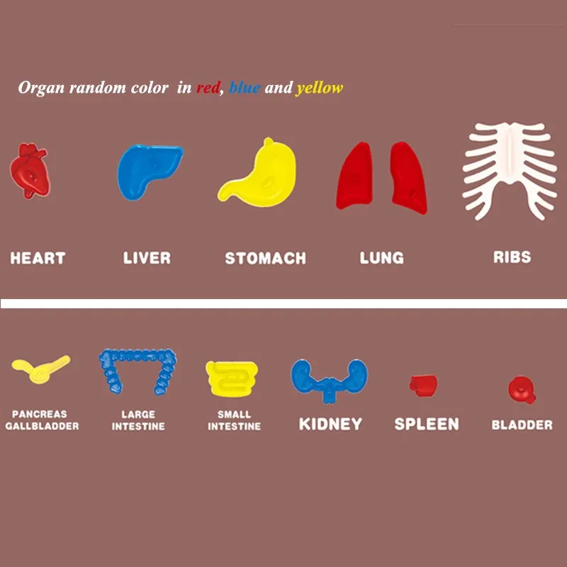 Human Torso Body Model Anatomy Anatomical Medical Internal Organs For Teaching