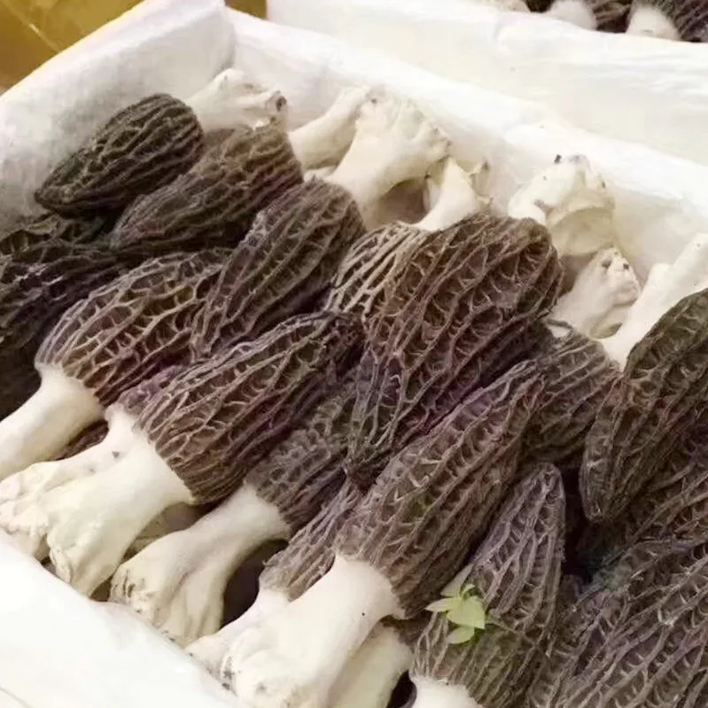 Morel mushroom and dry morchella in fungus  shipped directly from the factory