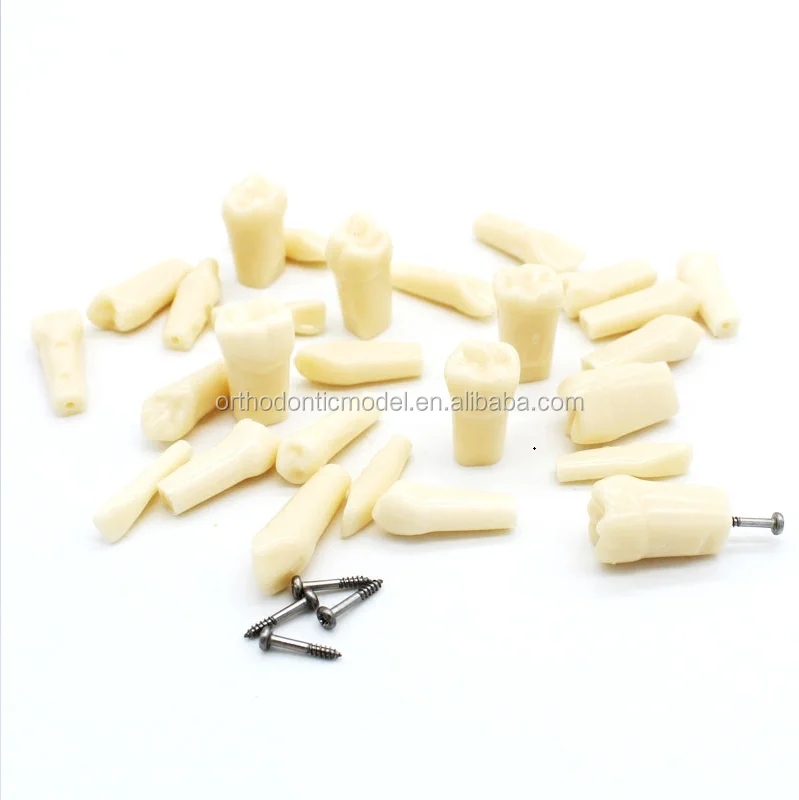 Сменная модель зубцов для студенческой практики