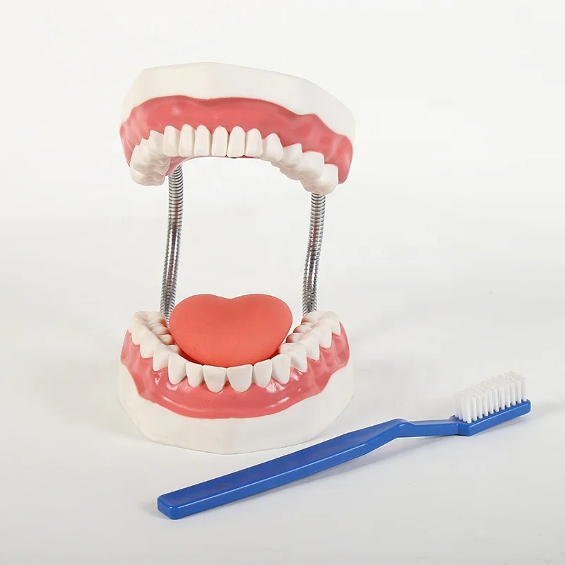 Лидер продаж, модель зубной щетки с зубной щеткой для преподавания