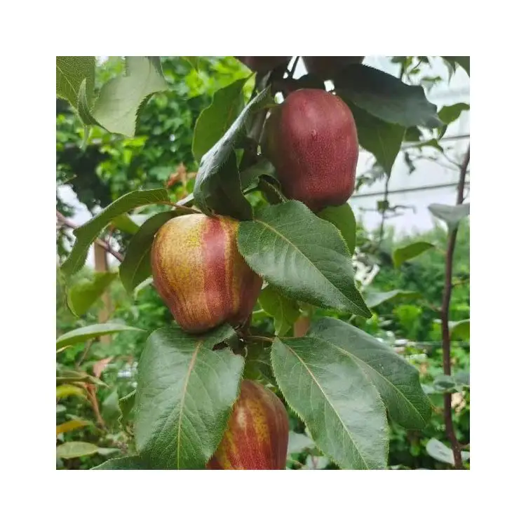 Superior Quality Fresh Pear Tyrkey From China Fresh Pear