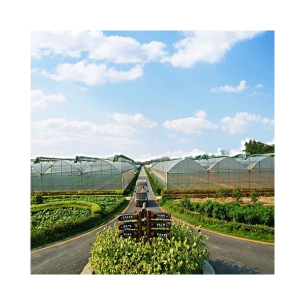 Large Agricultural Multi-Span Greenhouse for Hydroponic Tomatoes System Galvanized Steel Frame  without Shading