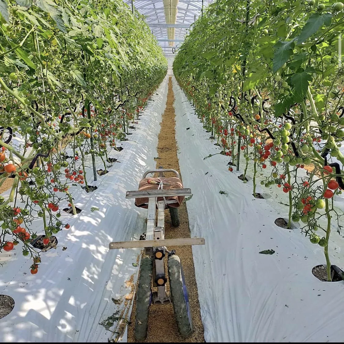 Fresh Deliciously Tomato Bulk Packing Greenhouse for Tomatoes
