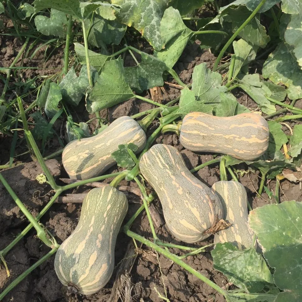 [HOT-SALE]- Fresh Red Pumpkin Natural Organic/ FROM Vietnam/ THE PRICE BEST