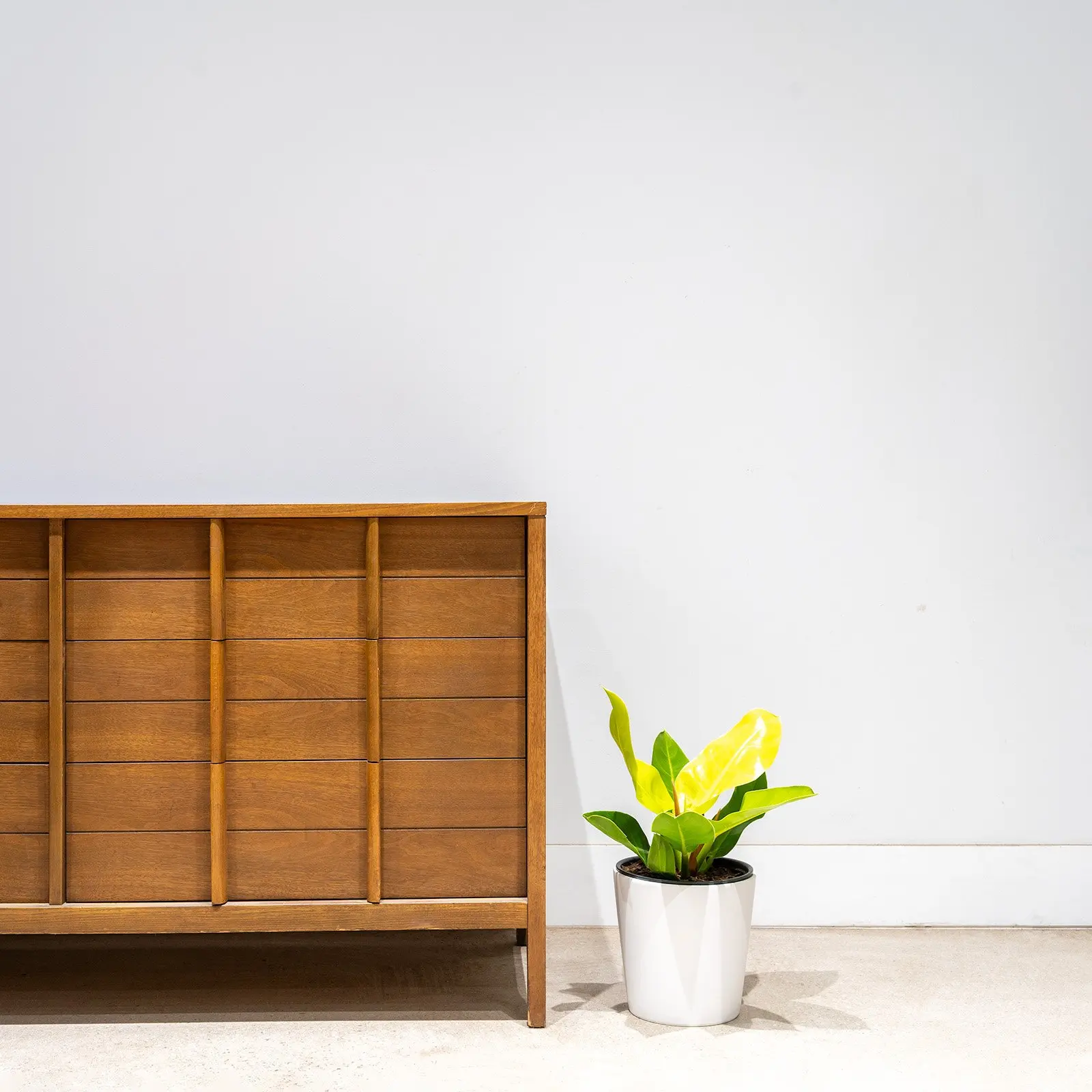 
Wholesale air purify Philodendron Moonlight tropic natural plants for sale indoor and outdoor decor 