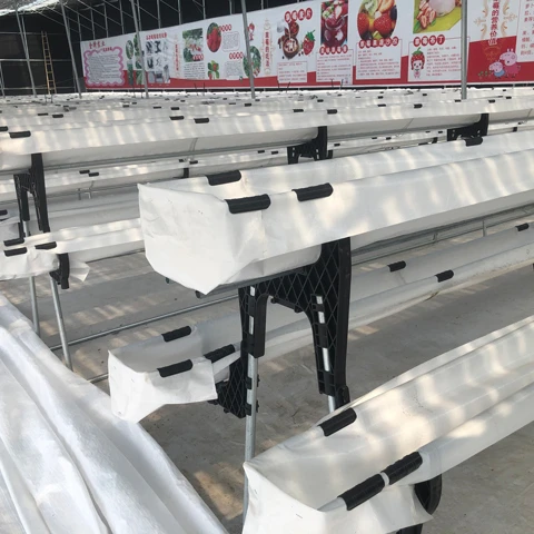 Soilless Culture And Strawberry Plant Growing Hydroponics System Soilless Culture Growing Plant System Dutch Bucket Plant