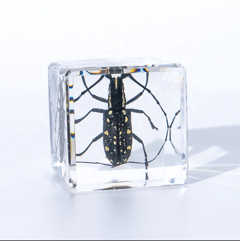 Оптовая продажа образец Таксидермии из натурального насекомого биологическая модель обучающая помощь жука-насекомого