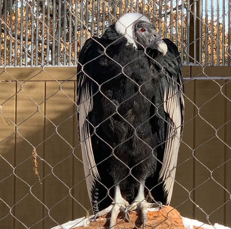 Chinese wholesale large aviary stainless steel breeding pigeons bird cage/house