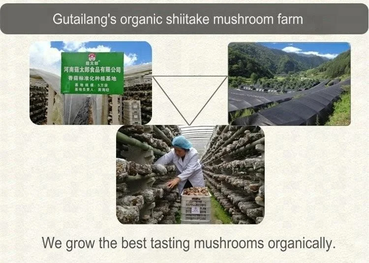 High quality dried shiitake mushroom best seller special for soup dried mini shiitake mushroom