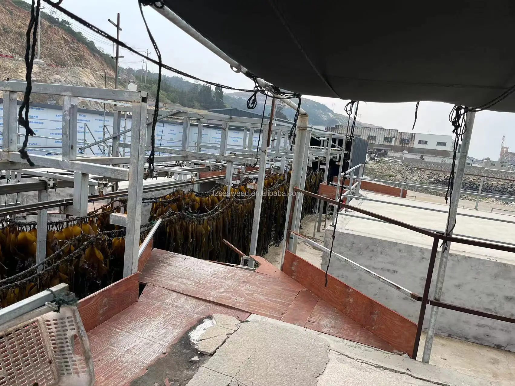 Wholesale Kelp Seaweed Brown Bulk Algae Shredded Seaweed Laminaria