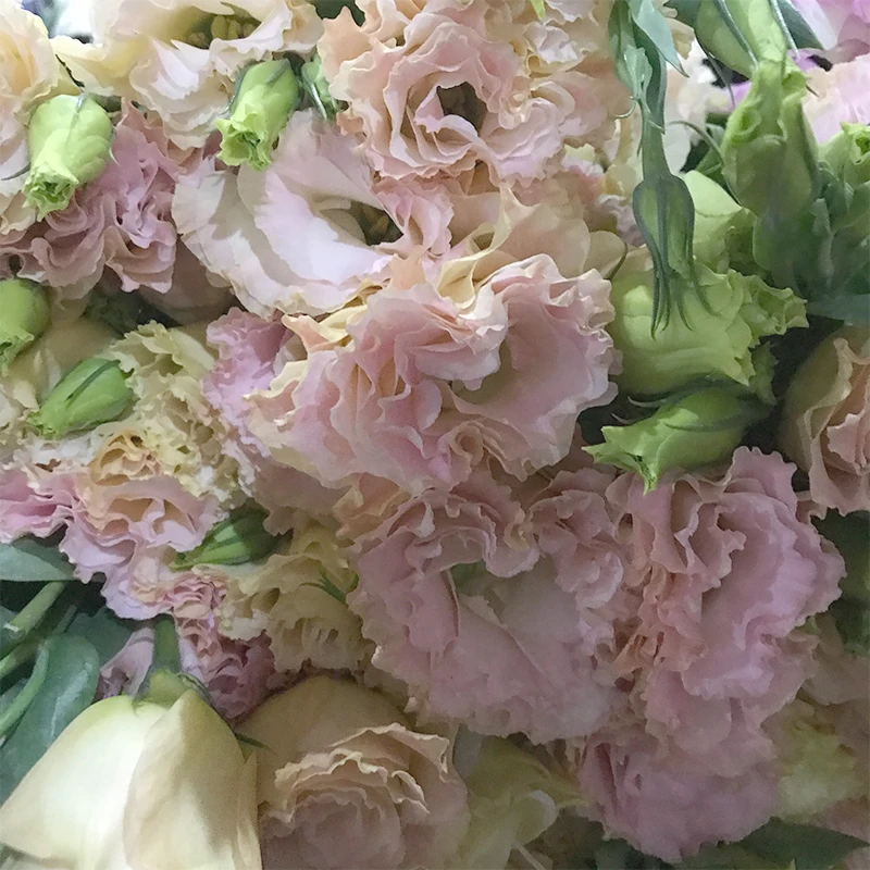 
Christmas Gifts Floral Bouquet Fresh Cut Flowers White Eustoma for Decoration 