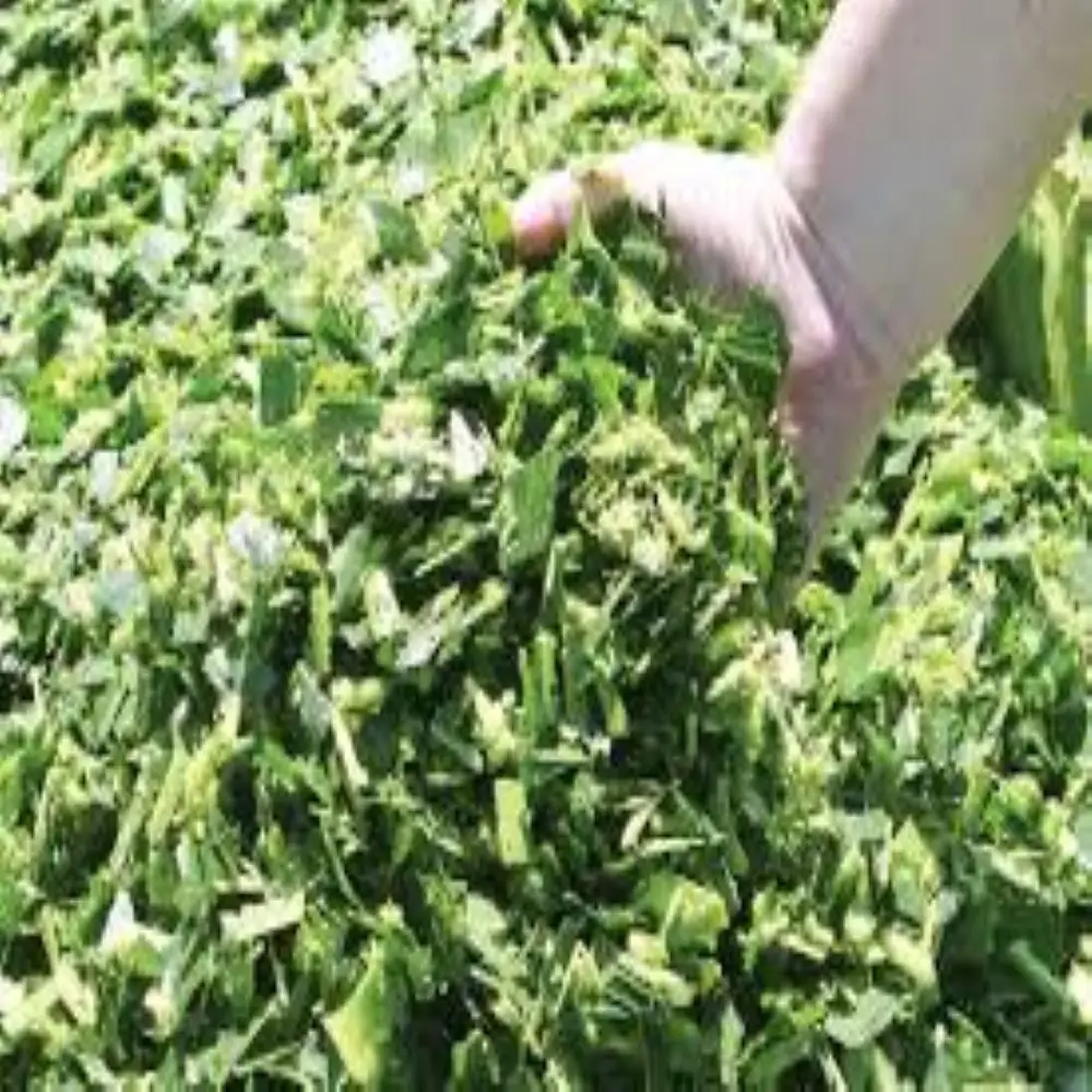 Корм для животных кукурузный силос свиней крупного рогатого скота верблюд в Японии Корея Китай