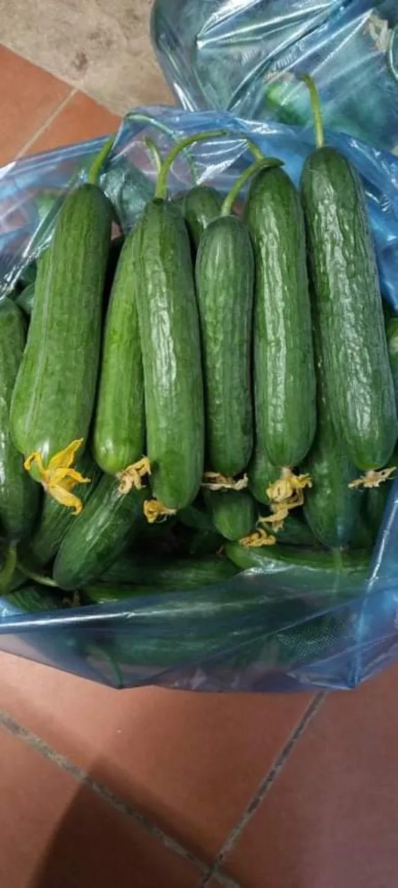 
Most Reputable and Quality Company In Vietnam Fresh And Juicy Young Cucumber Eco Friendly Farm Buy Now For Best Price 