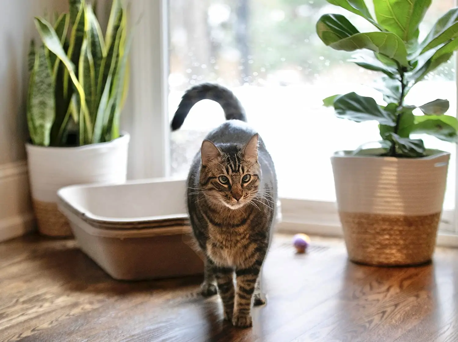Hot Sale Biodegradable Disposable Paper Pulp Cat Litter Tray Box Recycle