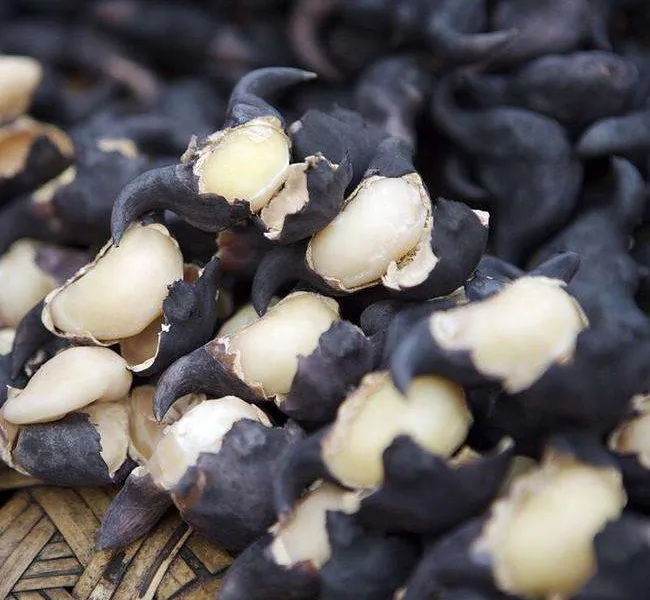 Hot sale new organic food water caltrop low price