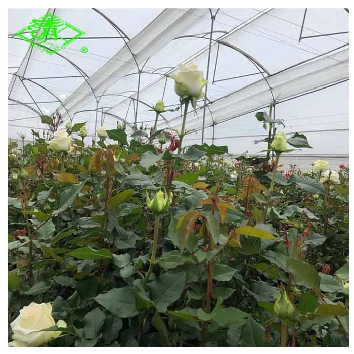 Plastic Farming Application UV Protection Multi-Function Greenhouse Film