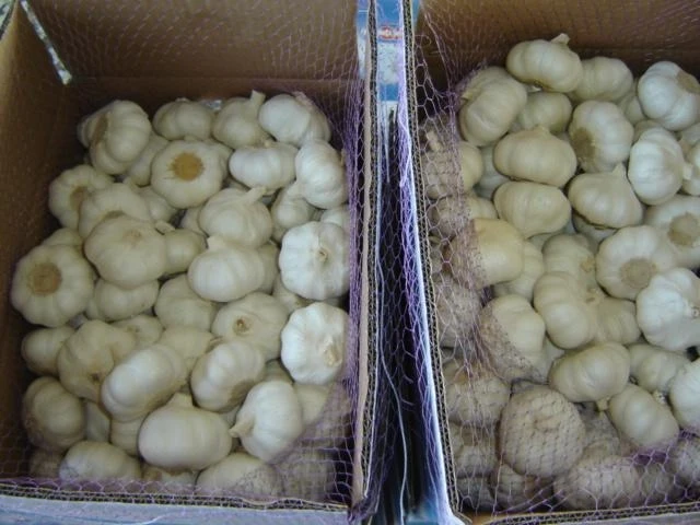 Fresh red garlic chinese 3.0-3.5cm  for Congo market 1kg mesh bag with 10kg outter bag