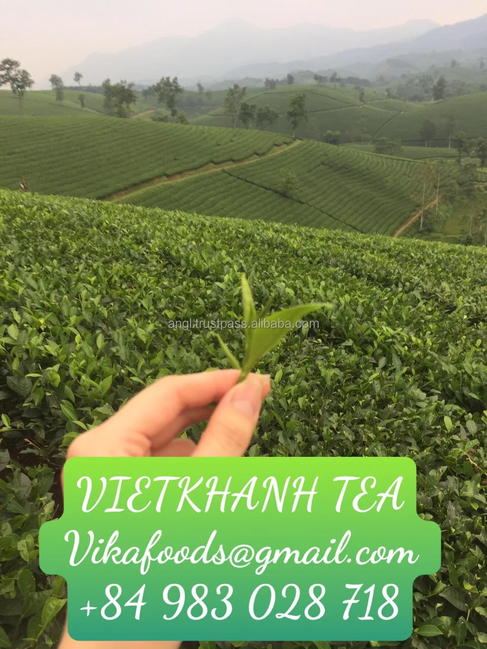 tea11.jpg