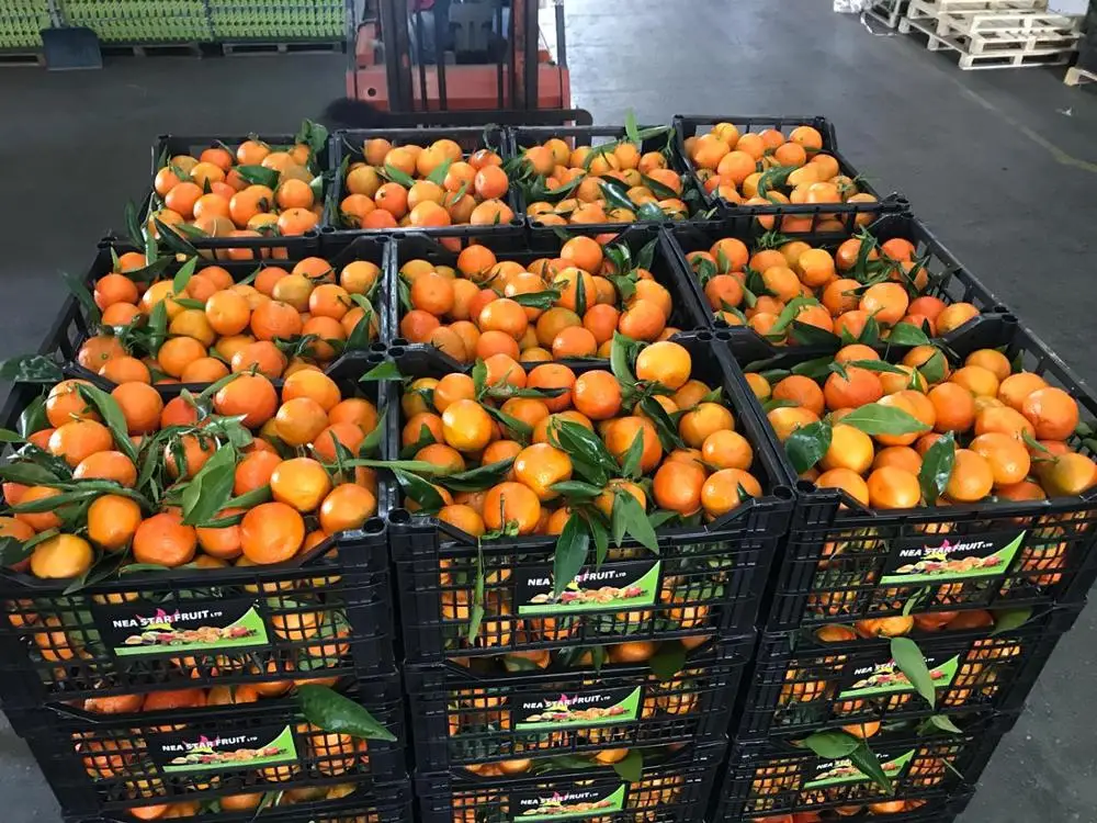 High quality fresh fruits greek citrus greek fruits fruits exports class one citrus spanish tangerine clementine