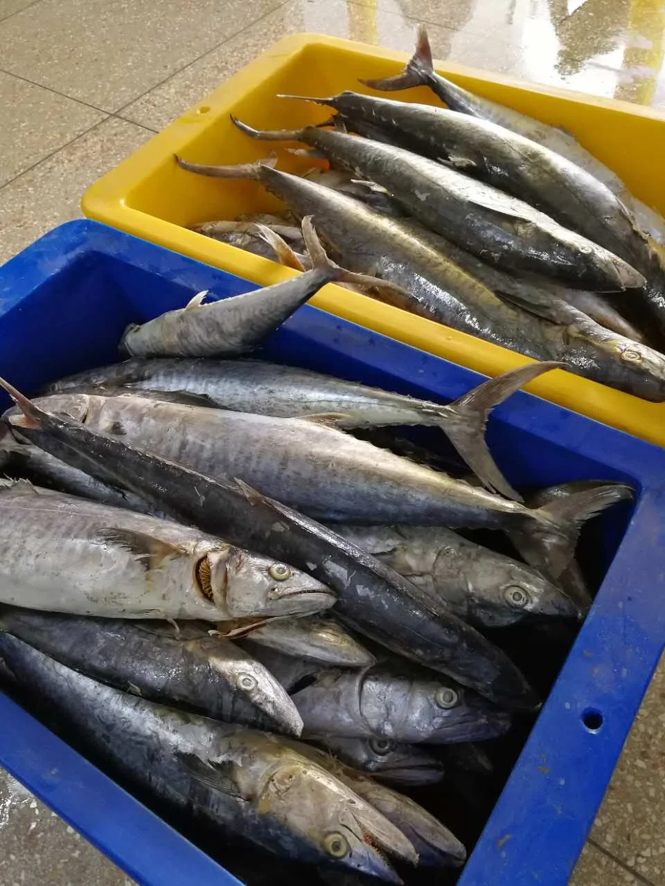 
Frozen Mackel Fish Frozen WR King Fish/Spanish Mackerel/Stripe Mackerel 