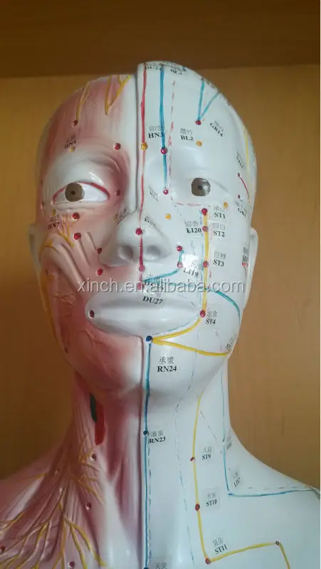 Medical Colorful Plastic 178cm Human Life Size Deluxe Acupuncture Point Model For Teaching And Learning Chinese Medicine