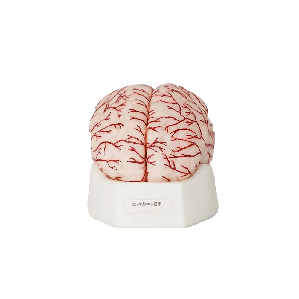 Factory Price Soft Silicone Human Brain With Cerebral Arteries Anatomy Model