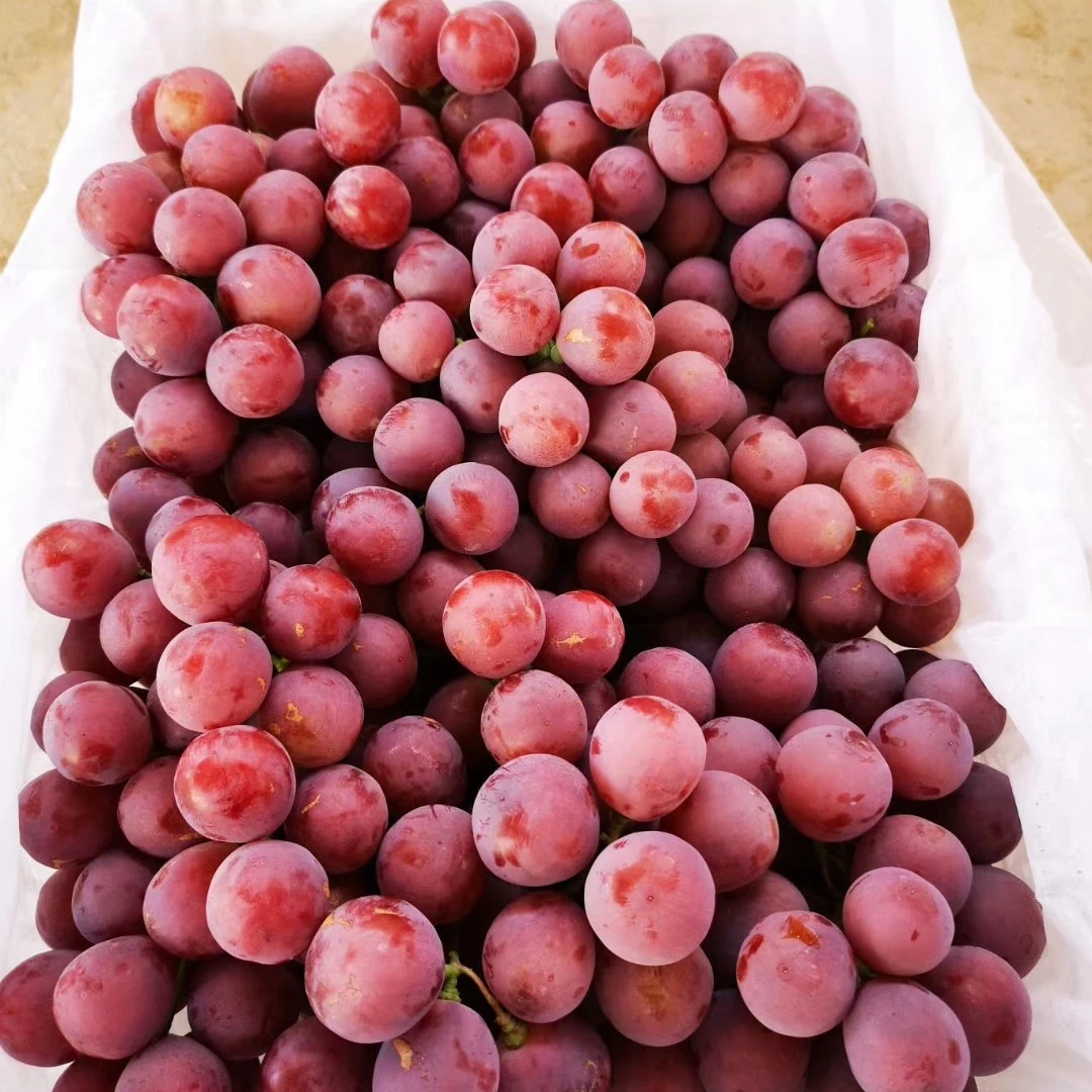 Красный Глобальный виноград