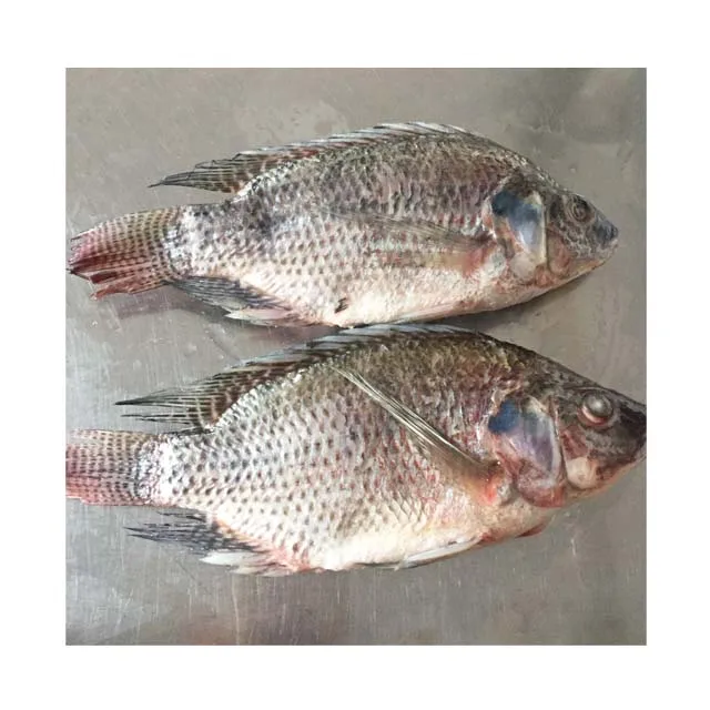 Frozen Tilapia Fish Gutted Scaled Tilapia Fish Price