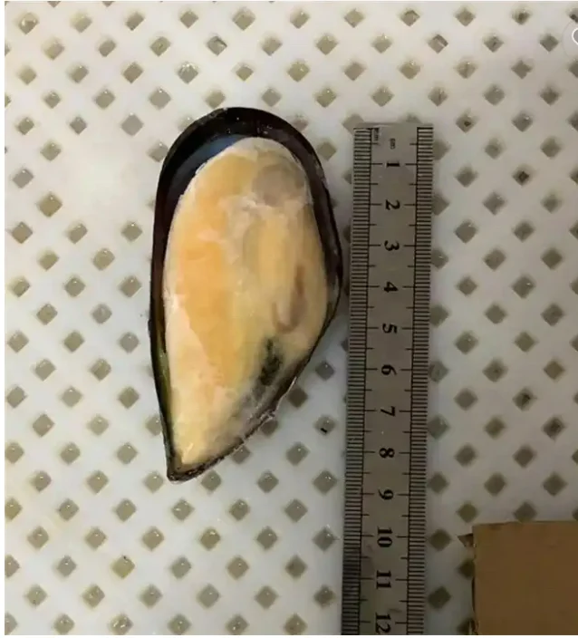 Good Quality Hot Sale Frozen Half Shell Green Mussel