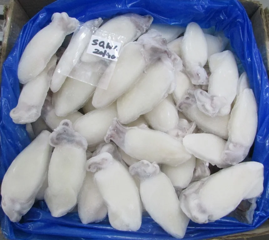 LOLIGO SQUID WHOLE CLEANED 100%  GOOD MATERIAL INDIVIDUAL FROZEN  INDIAN ORIGIN