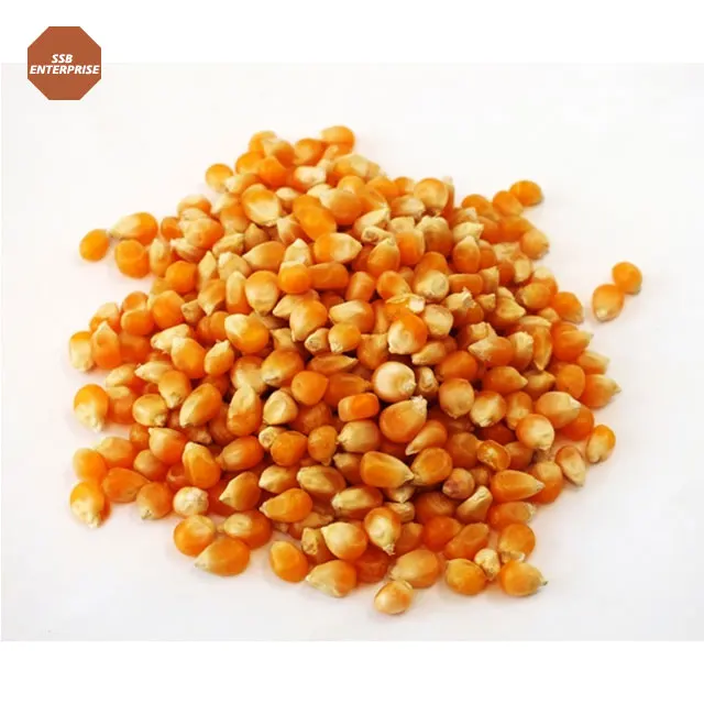 
Long Shelf Life Container Supply Yellow Maize Corn for Bulk Purchase 