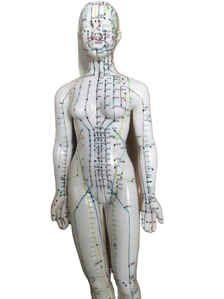 48cm Medical Educational  FEMALE ACUPUNCTURE  Body Model