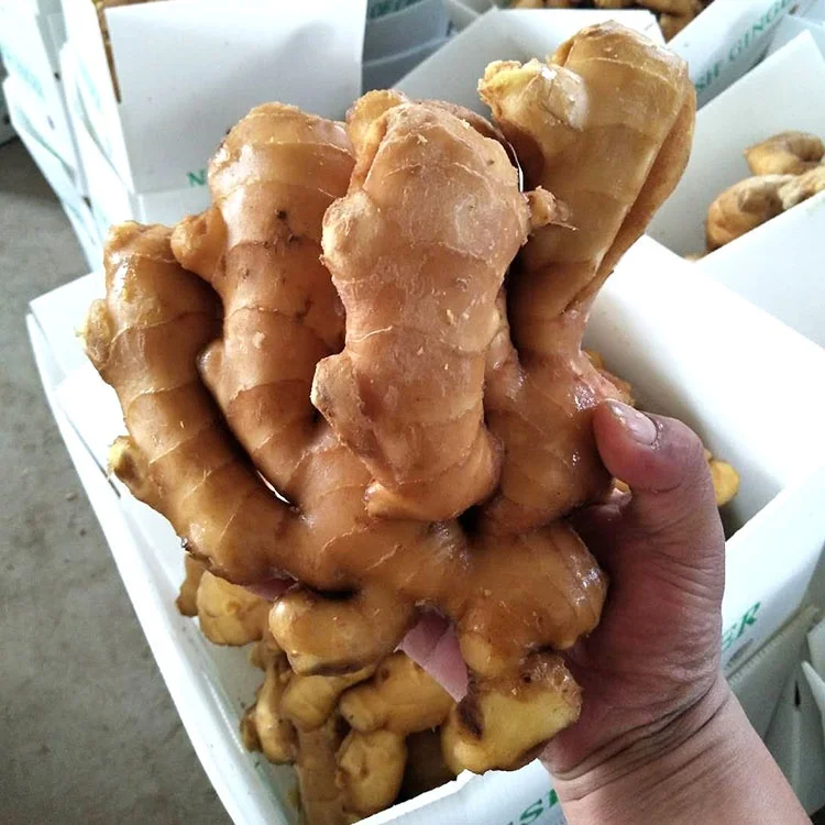 air dry  ginger export to Holland fresh ginger to USA UK UAE middle east