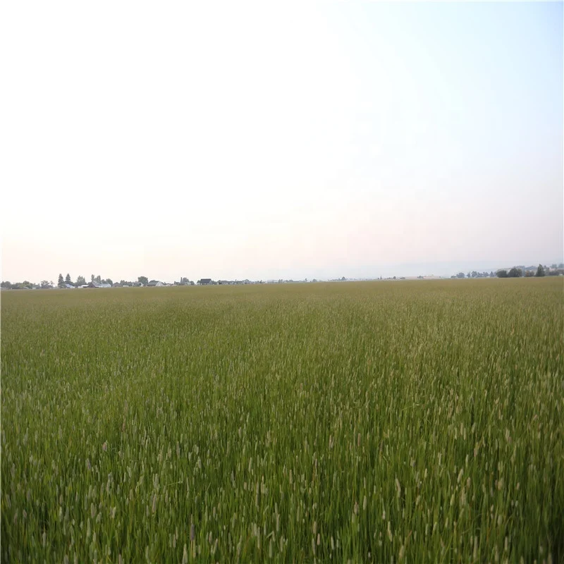 
Best American Timothy for Animal Feeding Horse Dairy Pets 