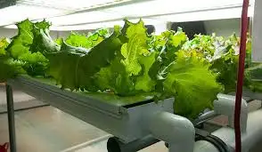 Hot Sale Hydroponic Container System for Greenhouse