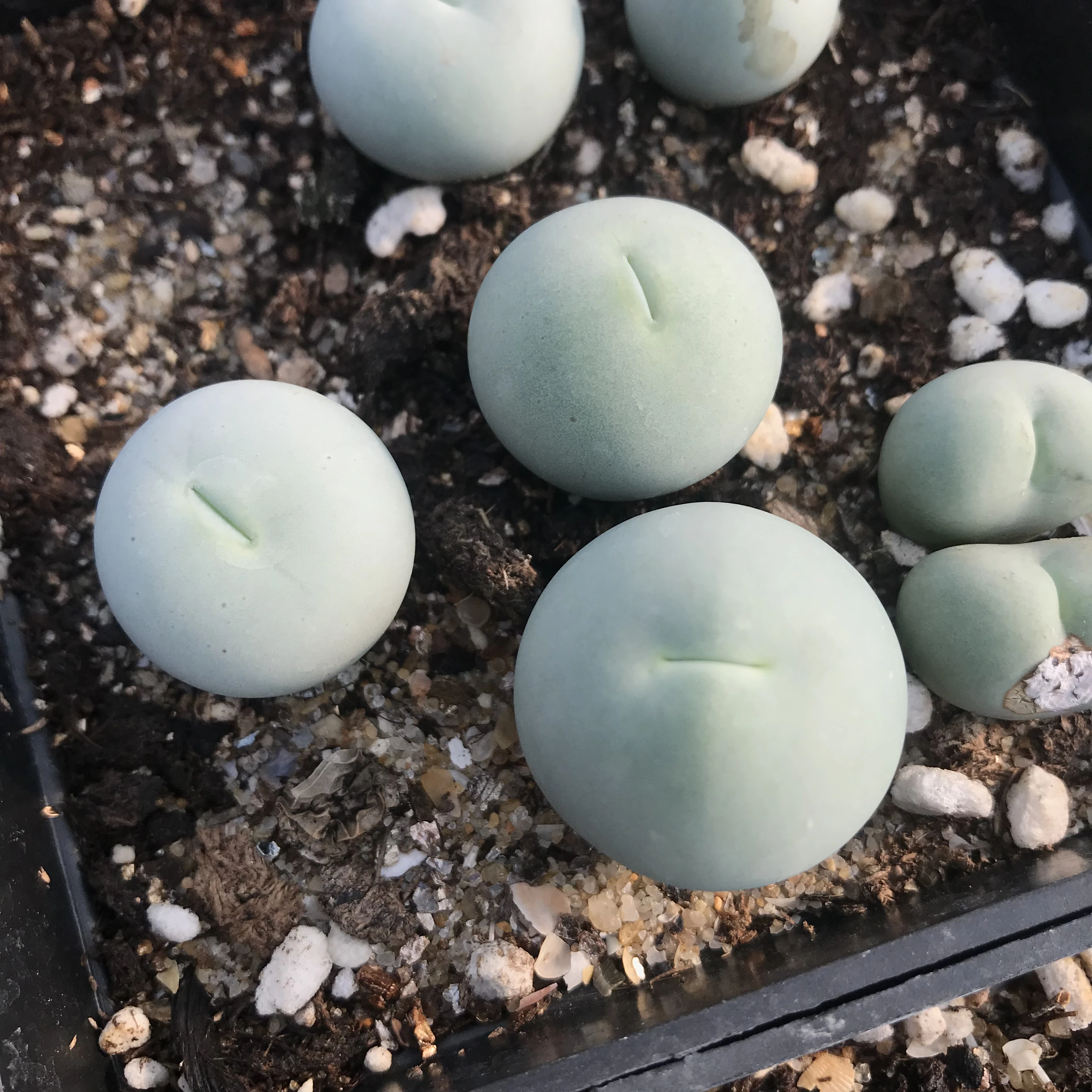 
Live Lithops Conophytum calculus Indoor Plants Wholesale For Nursery Natural Succulent Plant 0.5-1cm 