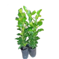 
100% Supplier Good Price Real Plant Herbal Kaffir Lime Tree from Thailand 