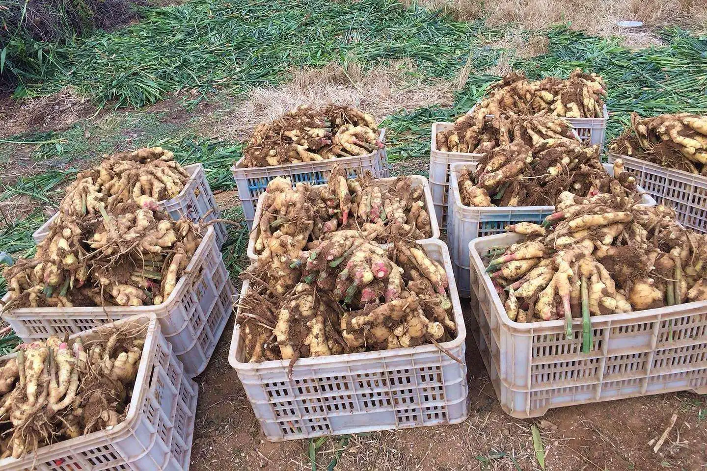 
Chinese fresh mature super healthy ginger 
