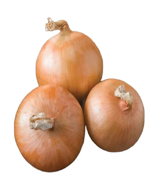 Exporter of onion from india