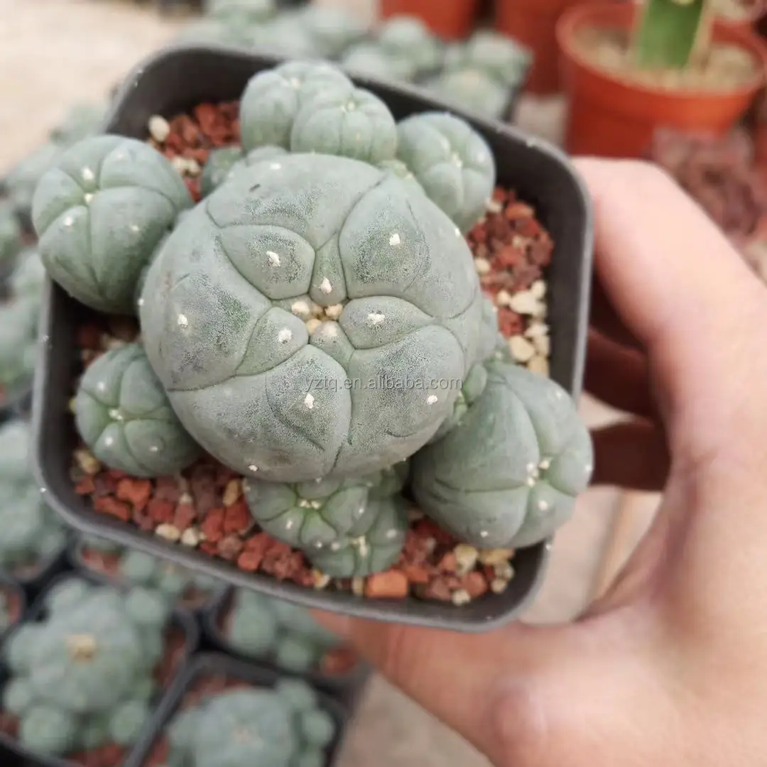 Древесные многоголовочные кактусы Lopho реалистичные кактусы внутреннее украшение для дома и сада на продажу