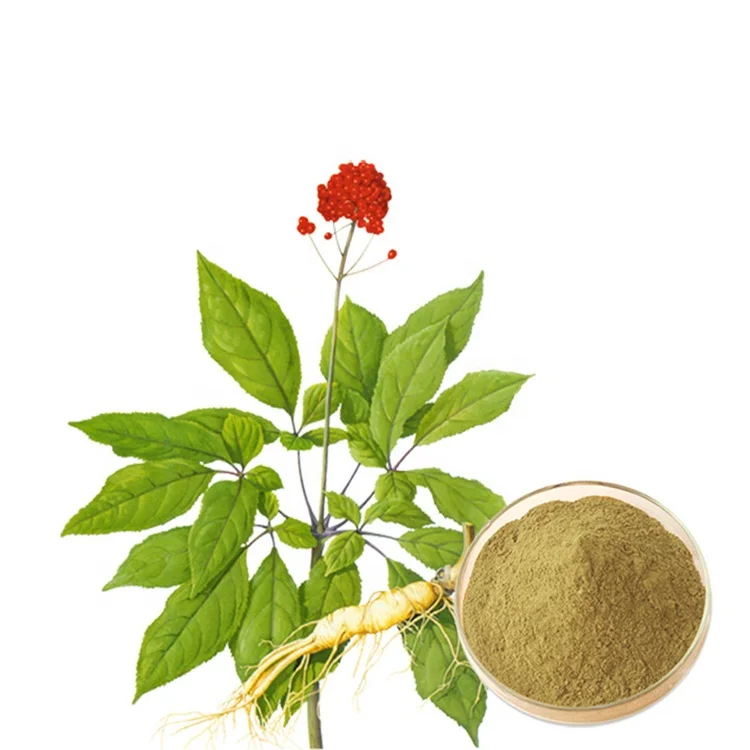 GMP Factory High Quality Panax Ginseng Root Extract 8~80% ginsenoside