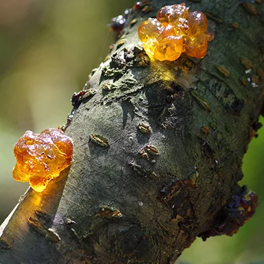 8008 Tao Jiao Высококачественная персиковая жевательная резинка Здоровая пища 100% чистая смола