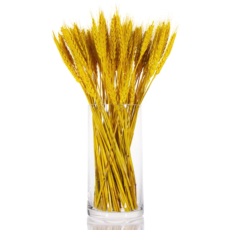 Wholesale Customized Cheap Round Clear Glass Bottle Plant Vase Flower Wall Vase Transparent 1000pcs Carton/pallet No Lids Free