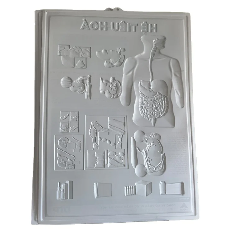 Human  Anatomy Chart 3d Medical Posters Chart  3D  Embossed Gastroenterology Poster